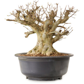 Acer buergerianum, 34 cm, ± 25 Jahre alt