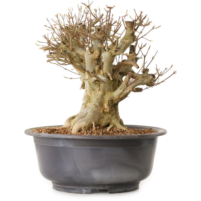 Acer buergerianum, 34 cm, ± 25 years old, with a nebari of 29 cm