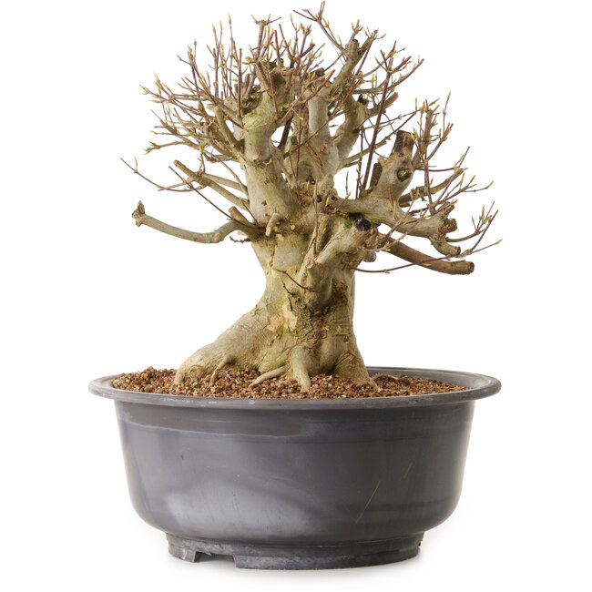 Acer buergerianum, 34 cm, ± 25 años, con un nebari de 29 cm