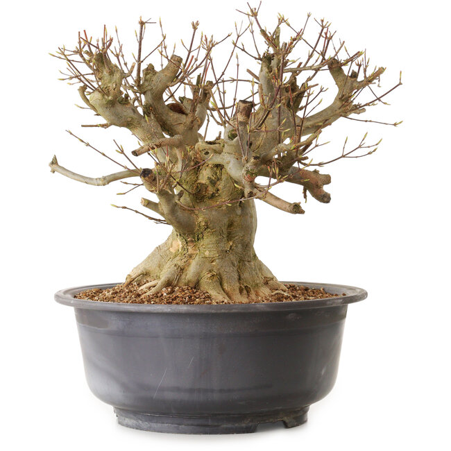 Acer buergerianum, 34 cm, ± 25 jaar oud, met een nebari van 29 cm