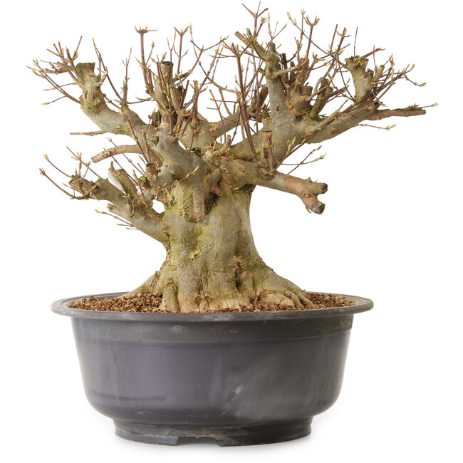 Acer buergerianum, 34 cm, ± 25 years old, with a nebari of 29 cm