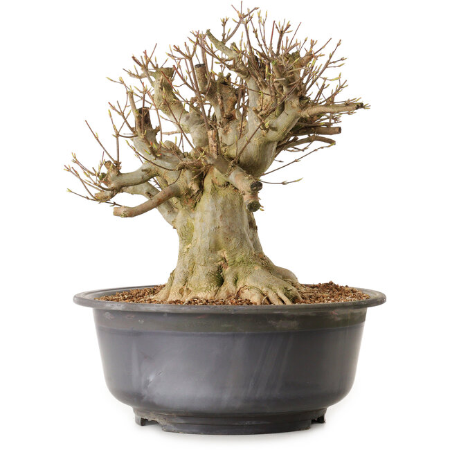 Acer buergerianum, 34 cm, ± 25 ans, avec un nebari de 29 cm