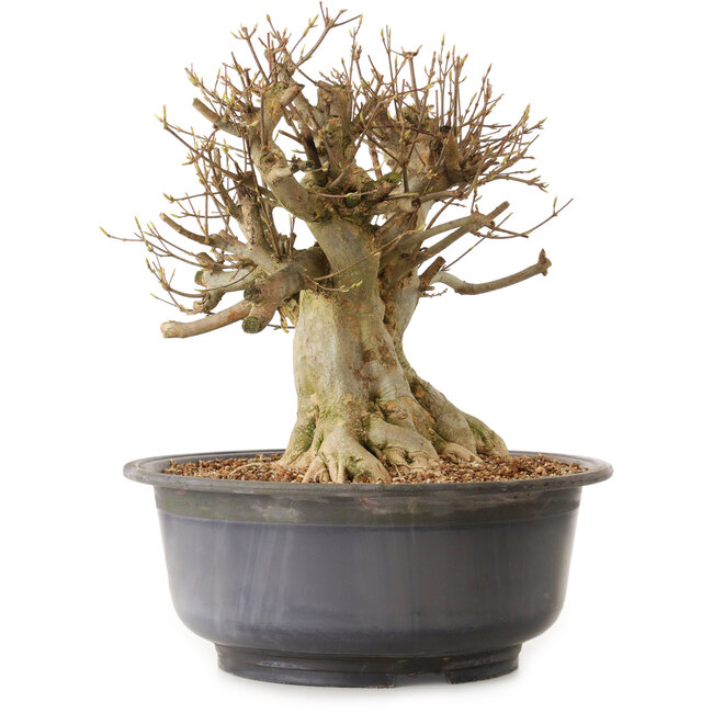 Acer buergerianum, 34 cm, ± 25 anni, con nebari di 29 cm