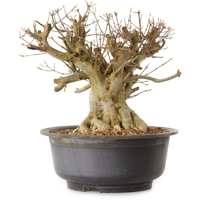 Acer buergerianum, 34 cm, ± 25 años, con un nebari de 29 cm