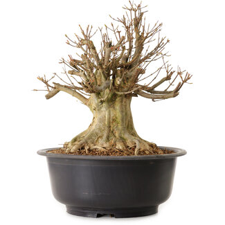 Acer buergerianum, 39 cm, ± 25 anni