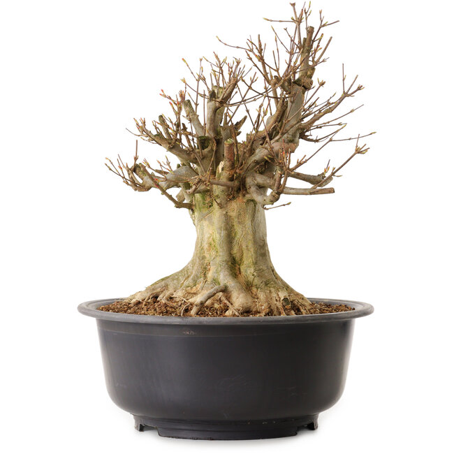 Acer buergerianum, 39 cm, ± 25 años, con un nebari de 18 cm