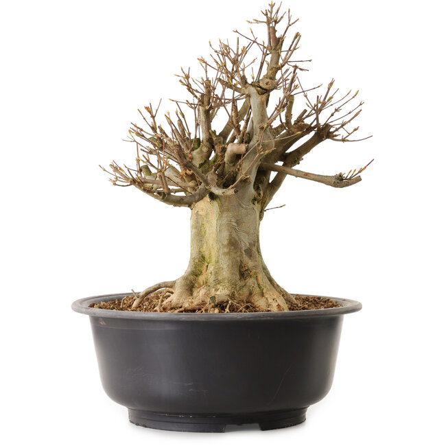 Acer buergerianum, 39 cm, ± 25 ans, avec un nebari de 18 cm