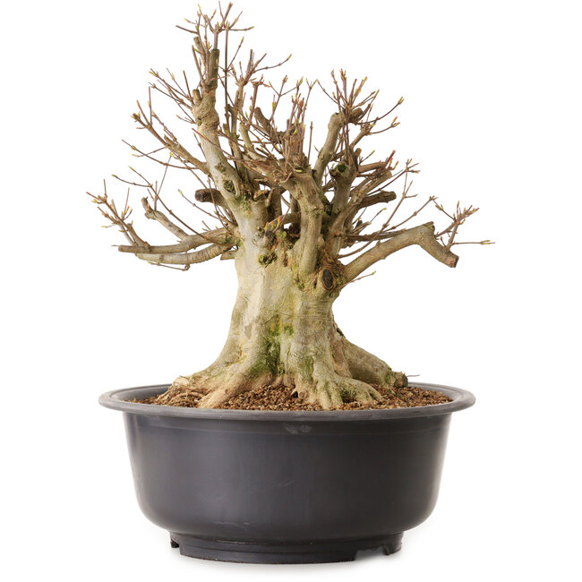 Acer buergerianum, 39 cm, ± 25 anni, con nebari di 18 cm