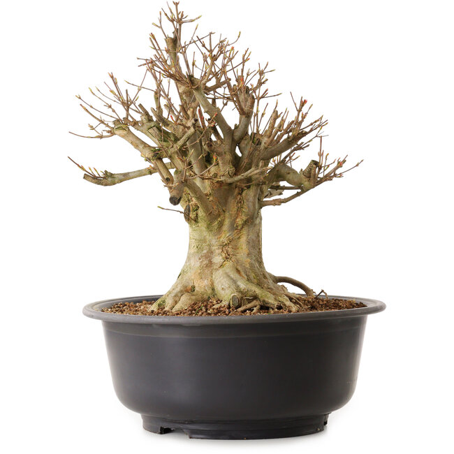 Acer buergerianum, 39 cm, ± 25 años, con un nebari de 18 cm