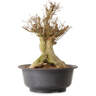Acer buergerianum, 45 cm, ± 25 ans