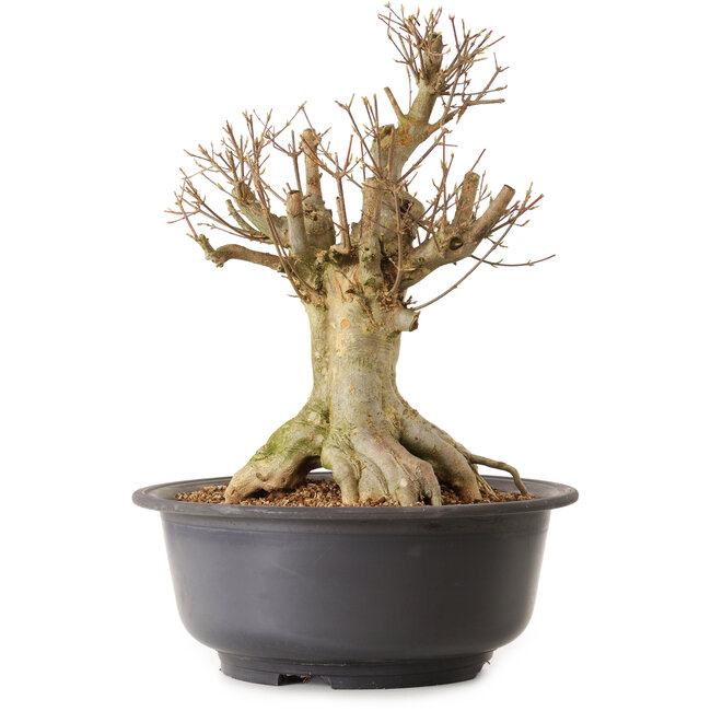 Acer buergerianum, 45 cm, ca. 25 Jahre alt, mit einem Wurzelhals von 28 cm