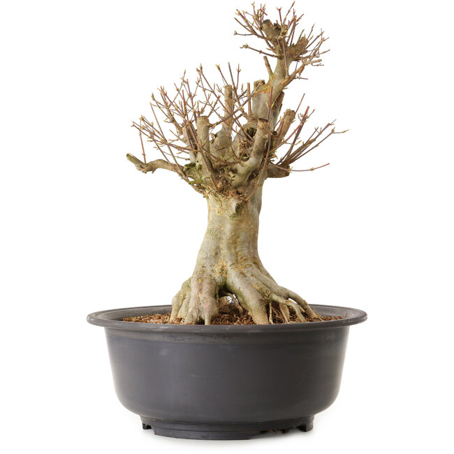 Acer buergerianum, 45 cm, ± 25 anni, con nebari di 28 cm
