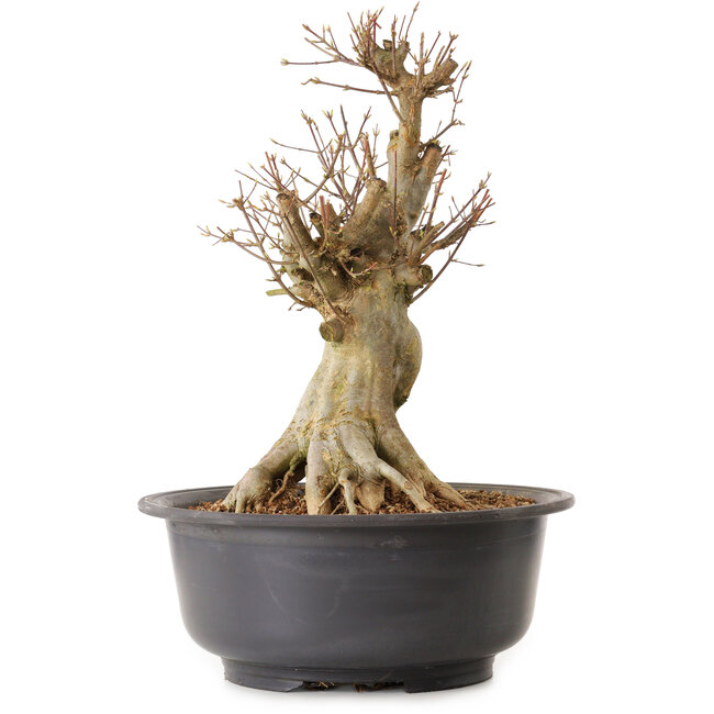 Acer buergerianum, 45 cm, ± 25 years old, with a nebari of 28 cm