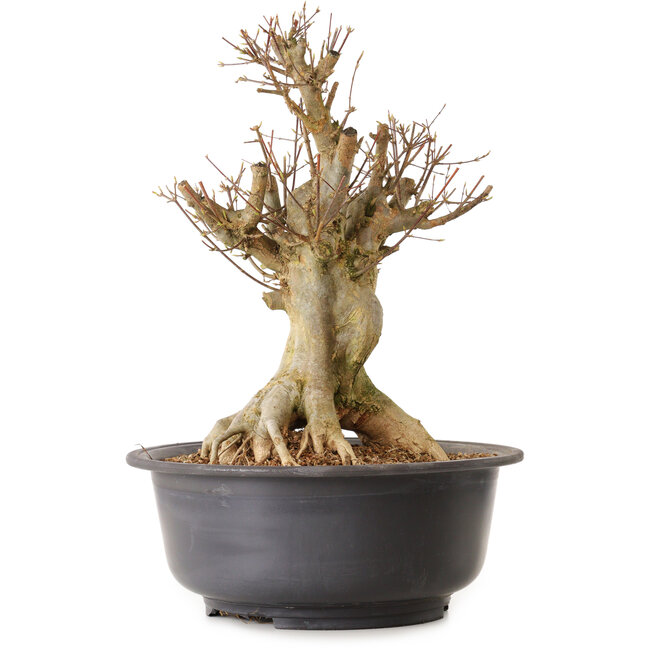 Acer buergerianum, 45 cm, ca. 25 Jahre alt, mit einem Wurzelhals von 28 cm