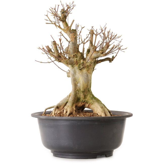 Acer buergerianum, 45 cm, ± 25 anni, con nebari di 28 cm