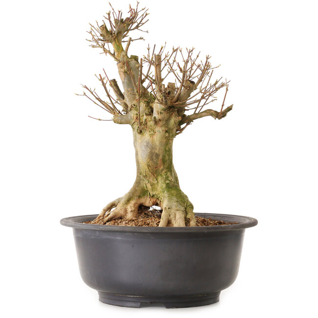 Acer buergerianum, 45 cm, ± 25 years old, with a nebari of 28 cm