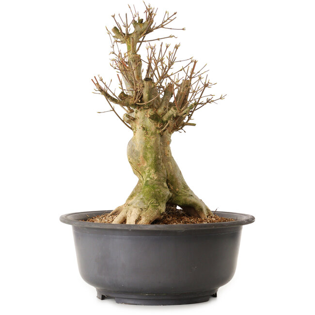 Acer buergerianum, 45 cm, ca. 25 Jahre alt, mit einem Wurzelhals von 28 cm