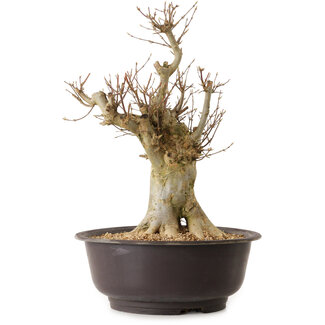 Acer buergerianum, 40 cm, ± 25 Jahre alt