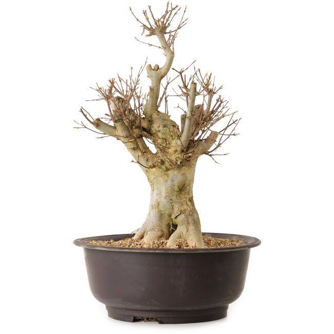Acer buergerianum, 40 cm, ± 25 ans, avec un nebari de 20 cm