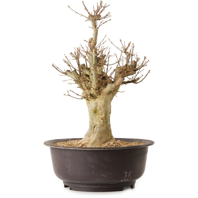 Acer buergerianum, 40 cm, ca. 25 Jahre alt, mit einem Wurzelhals von 20 cm