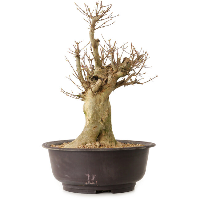 Acer buergerianum, 40 cm, ± 25 ans, avec un nebari de 20 cm