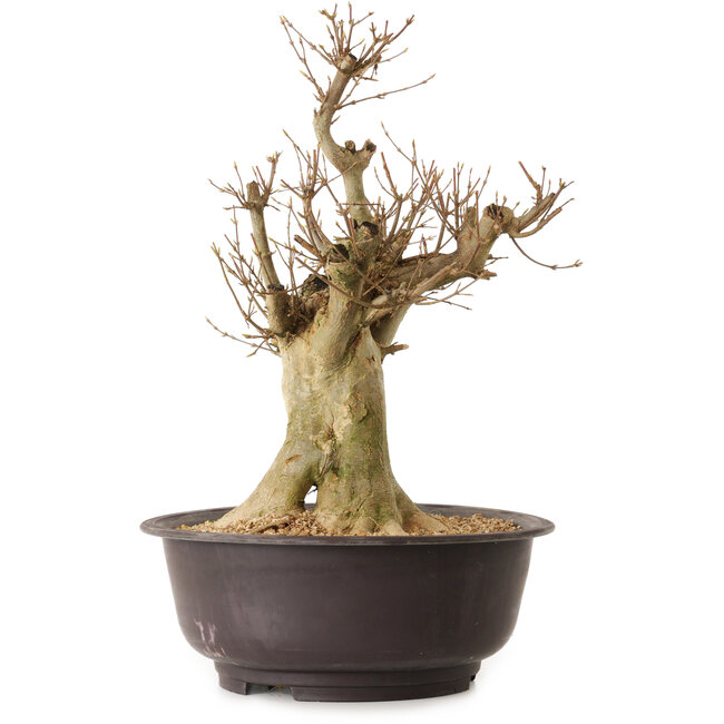 Acer buergerianum, 40 cm, ± 25 jaar oud, met een nebari van 20 cm