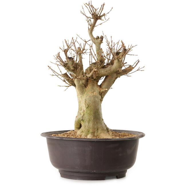 Acer buergerianum, 40 cm, ± 25 anni, con nebari di 20 cm