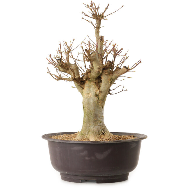 Acer buergerianum, 40 cm, ca. 25 Jahre alt, mit einem Wurzelhals von 20 cm