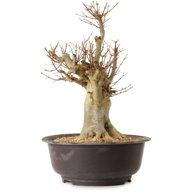 Acer buergerianum, 40 cm, ± 25 años, con un nebari de 20 cm