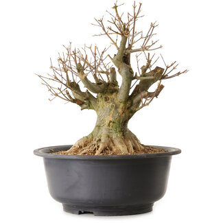 Acer buergerianum, 40 cm, ± 25 años