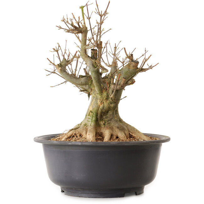 Acer buergerianum, 40 cm, ± 25 ans, avec un nebari de 27 cm