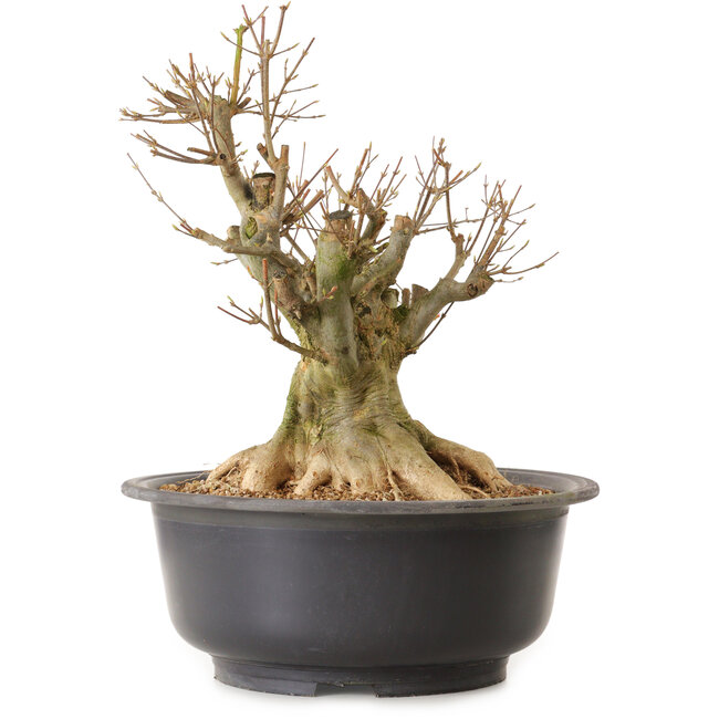 Acer buergerianum, 40 cm, ± 25 anni, con nebari di 27 cm