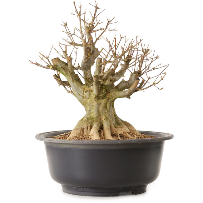 Acer buergerianum, 40 cm, ± 25 ans, avec un nebari de 27 cm