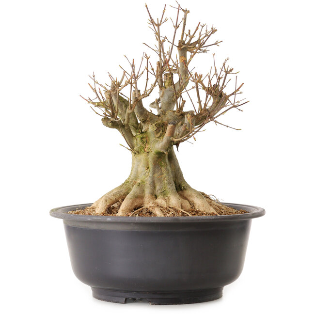 Acer buergerianum, 40 cm, ± 25 años, con un nebari de 27 cm