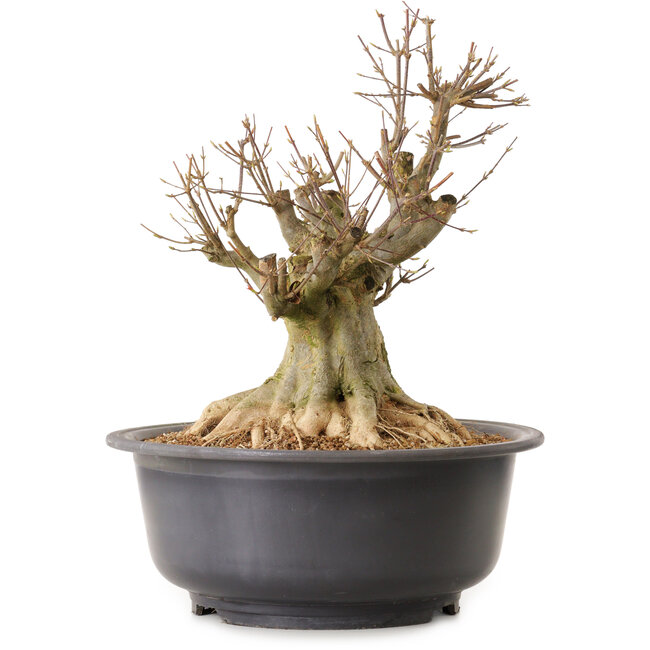 Acer buergerianum, 40 cm, ± 25 años, con un nebari de 27 cm