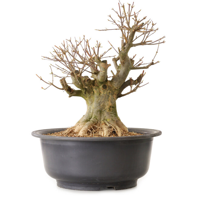 Acer buergerianum, 40 cm, ± 25 años, con un nebari de 27 cm