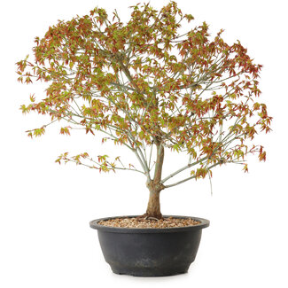 Acer palmatum Kiyohime, 39 cm, ± 8 anni
