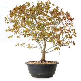 Acer palmatum Kiyohime, 39 cm, ± 8 ans