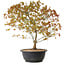 Acer palmatum Kiyohime, 39 cm, ± 8 ans