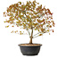 Acer palmatum Kiyohime, 39 cm, ± 8 Jahre alt