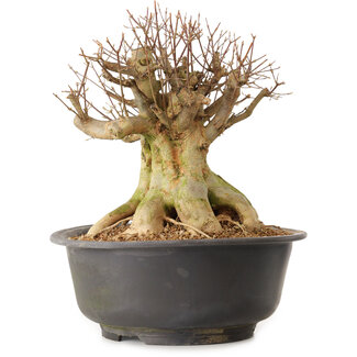 Acer buergerianum, 45 cm, ± 25 years old