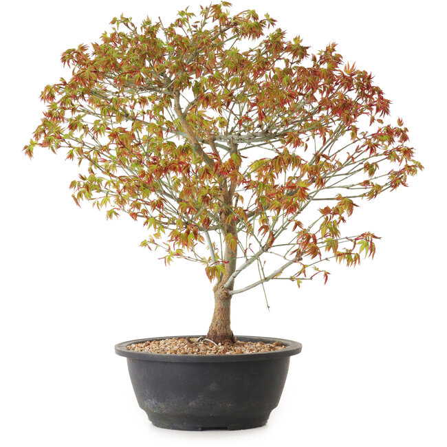 Acer palmatum Kiyohime, 39 cm, ± 8 years old
