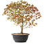 Acer palmatum Kiyohime, 39 cm, ± 8 Jahre alt