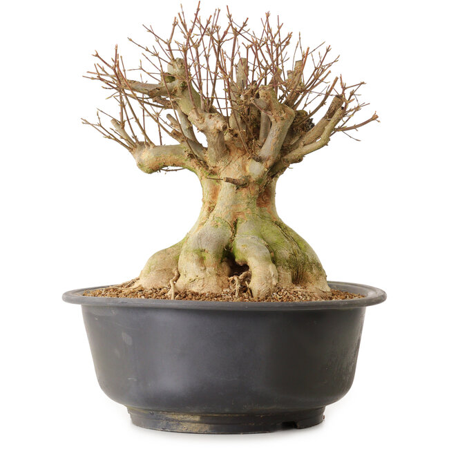 Acer buergerianum, 45 cm, ca. 25 Jahre alt, mit einem Wurzelhals von 30 cm