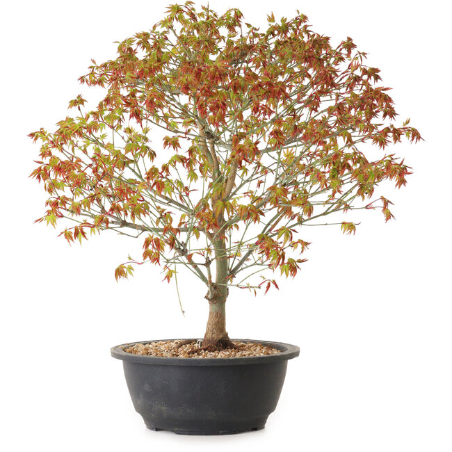 Acer palmatum Kiyohime, 39 cm, ± 8 Jahre alt