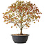 Acer palmatum Kiyohime, 39 cm, ± 8 jaar oud