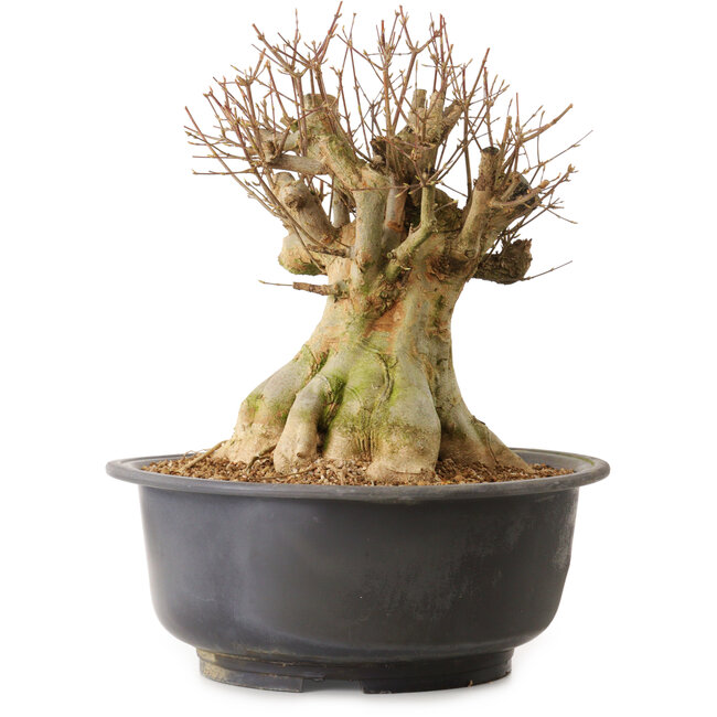 Acer buergerianum, 45 cm, ± 25 years old, with a nebari of 30 cm