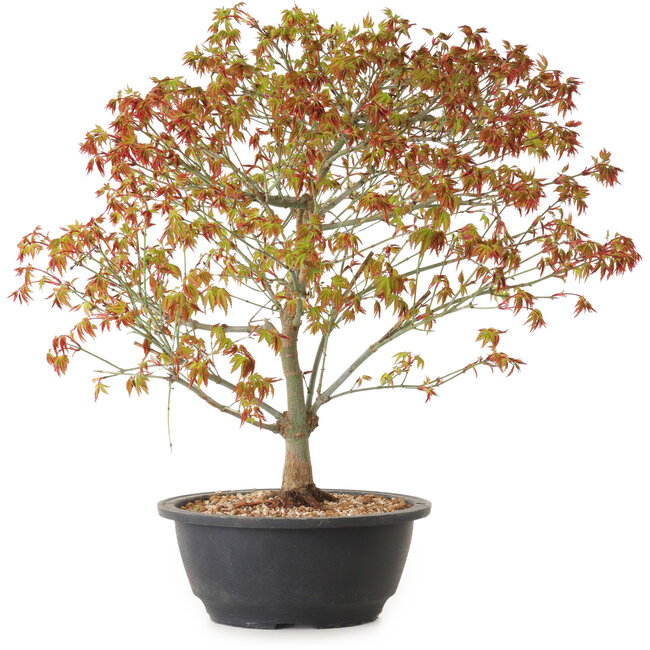 Acer palmatum Kiyohime, 39 cm, ± 8 anni