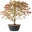 Acer palmatum Kiyohime, 39 cm, ± 8 ans