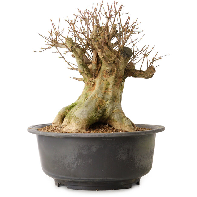 Acer buergerianum, 45 cm, ± 25 años, con un nebari de 30 cm